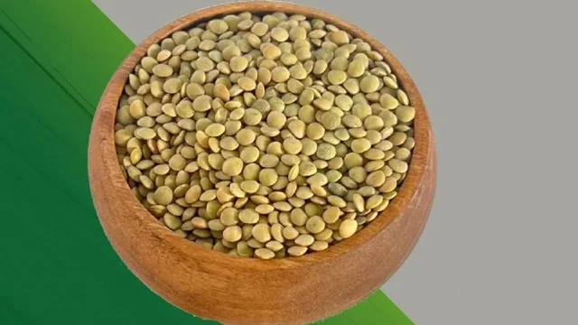 عدس رسمی(دیم)مجموعه مزرعه تویسرکان