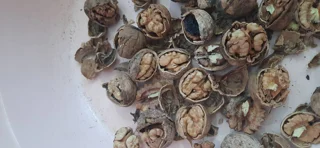 گردو تویسرکان در مجموعه مزرعه با مغز خوب