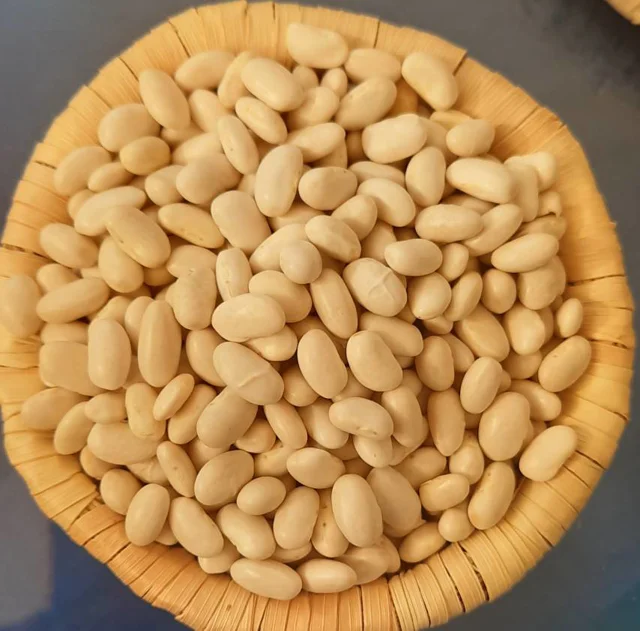 لوبیا سفید مجموعه مزرعه تویسرکان