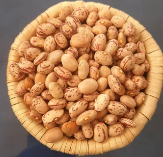 لوبیا چیتی رسمی مجموعه مزرعه تویسرکان
