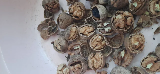 تست گردو اصل تویسرکان در مجموعه مزرعه
