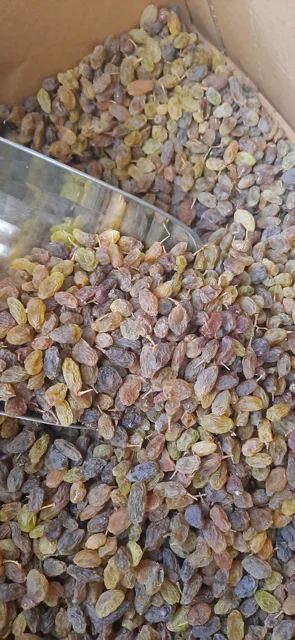 انواع کشمش سایه خشک در مجموعه مزرعه تویسرکان