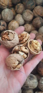 نمونه ای از گردو اصل تویسرکان در مجموعه مزرعه