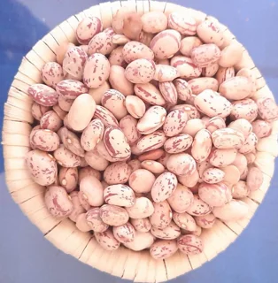 لوبیا چیتی رسمی مجموعه مزرعه تویسرکان