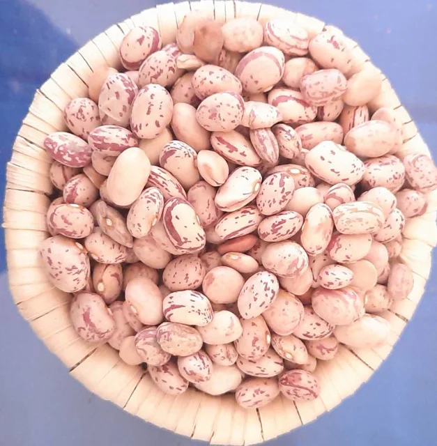 لوبیا چیتی رسمی مجموعه مزرعه تویسرکان